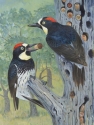 The Granary--Acorn Woodpeckers in Shop